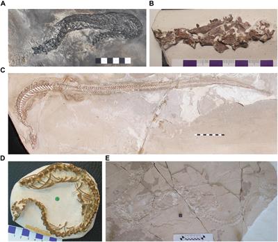 Spatiotemporal Distributions of Non-ophidian Ophidiomorphs, With Implications for Their Origin, Radiation, and Extinction